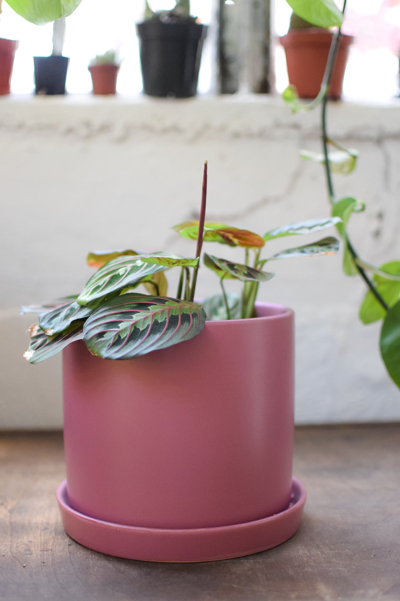 8" Mauve Pot