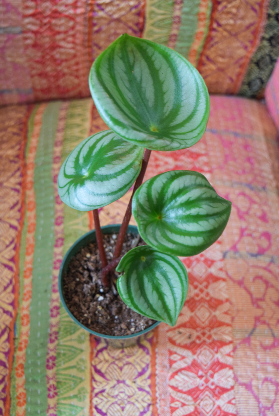 4" Peperomia Watermelon