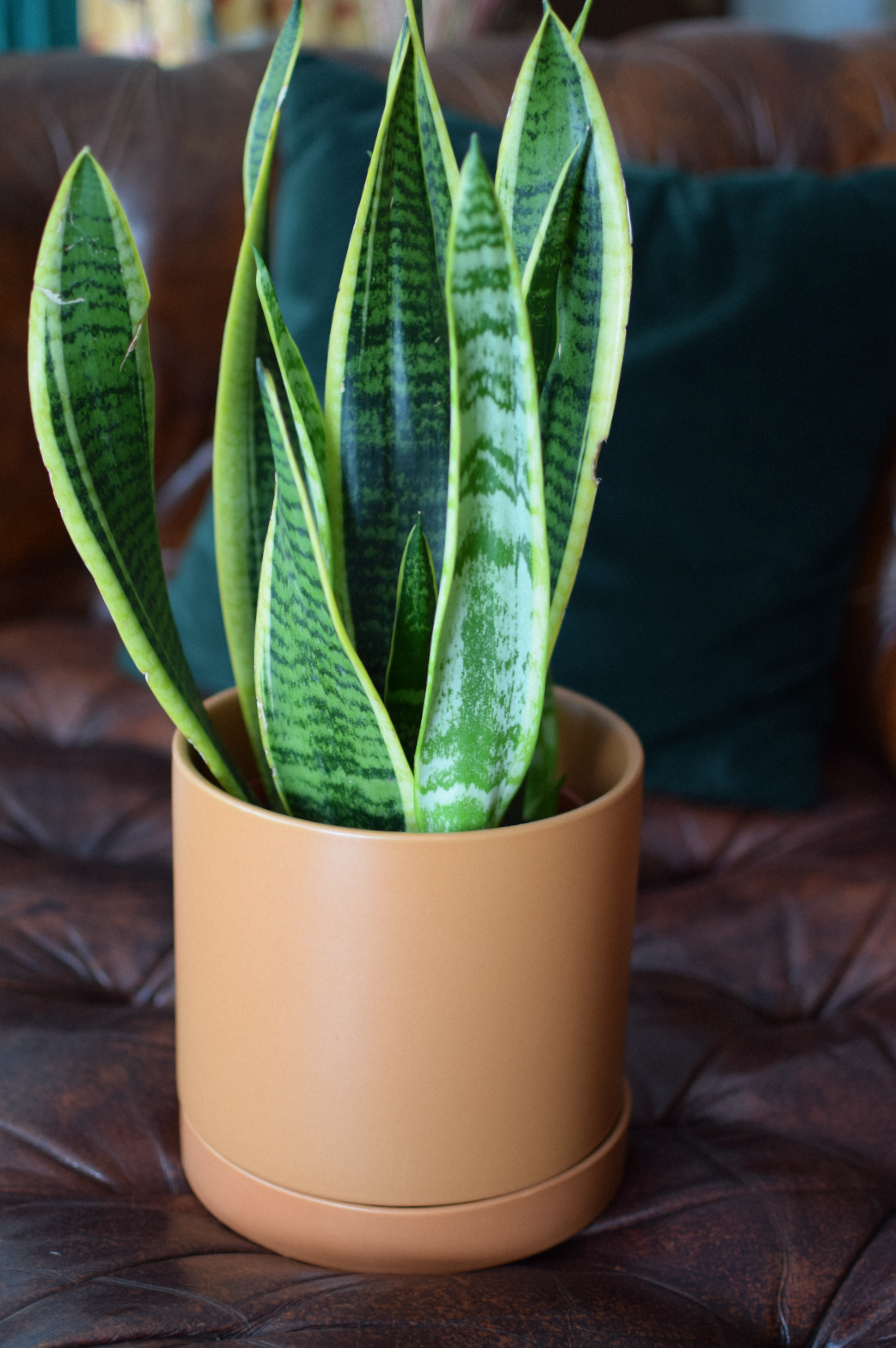 7" Jojo Pot