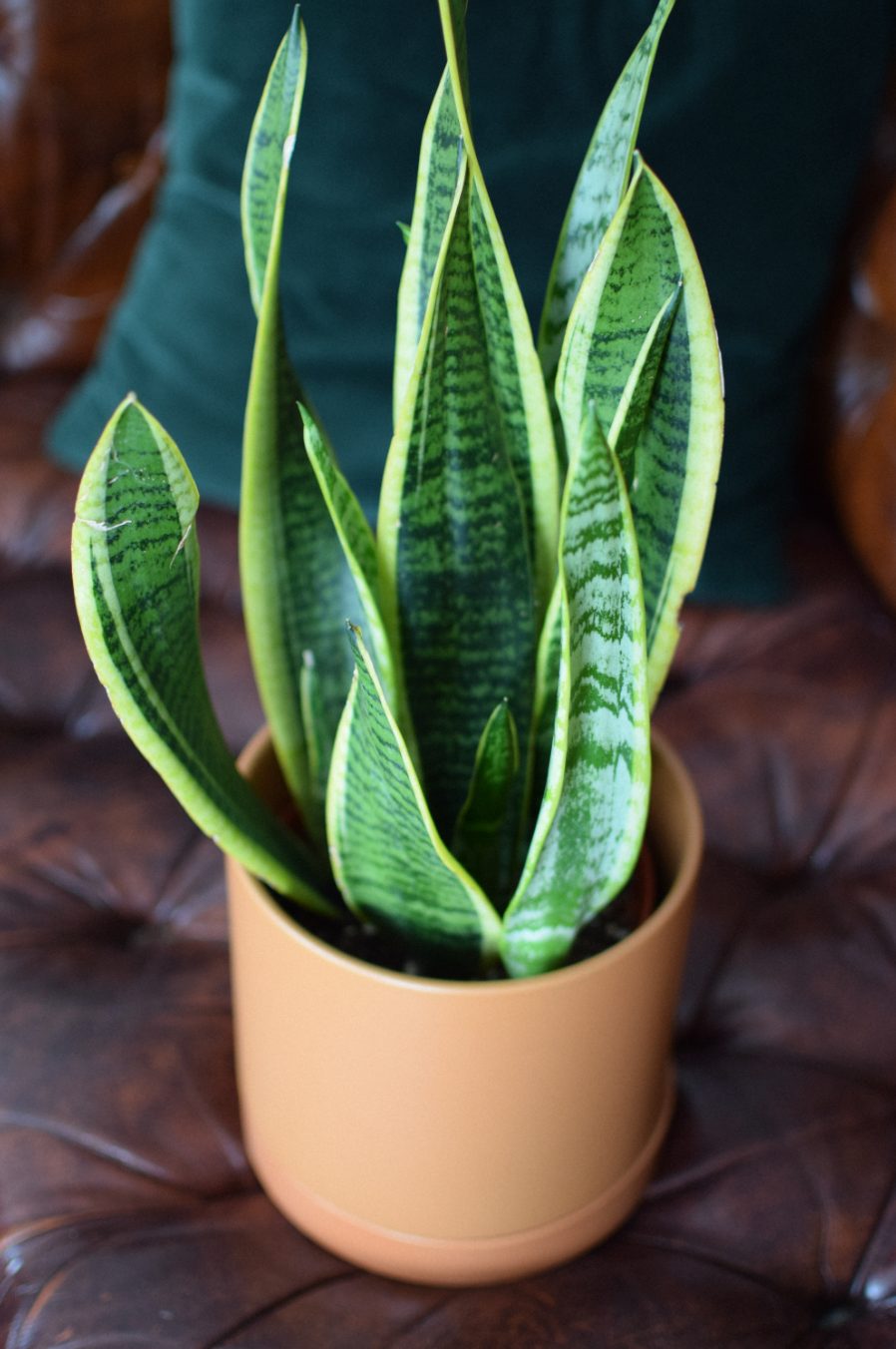 7" Jojo Pot