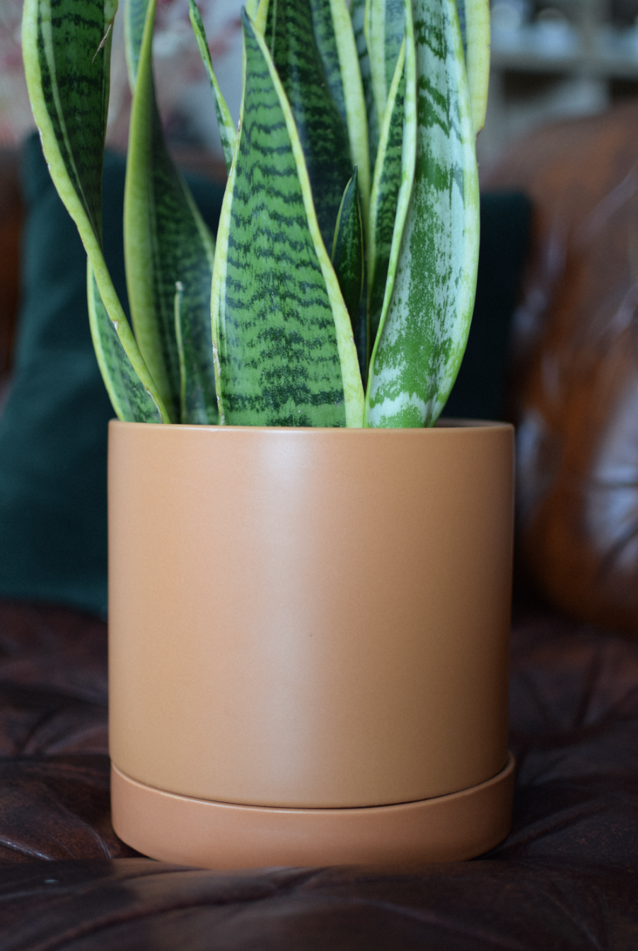 7" Jojo Pot