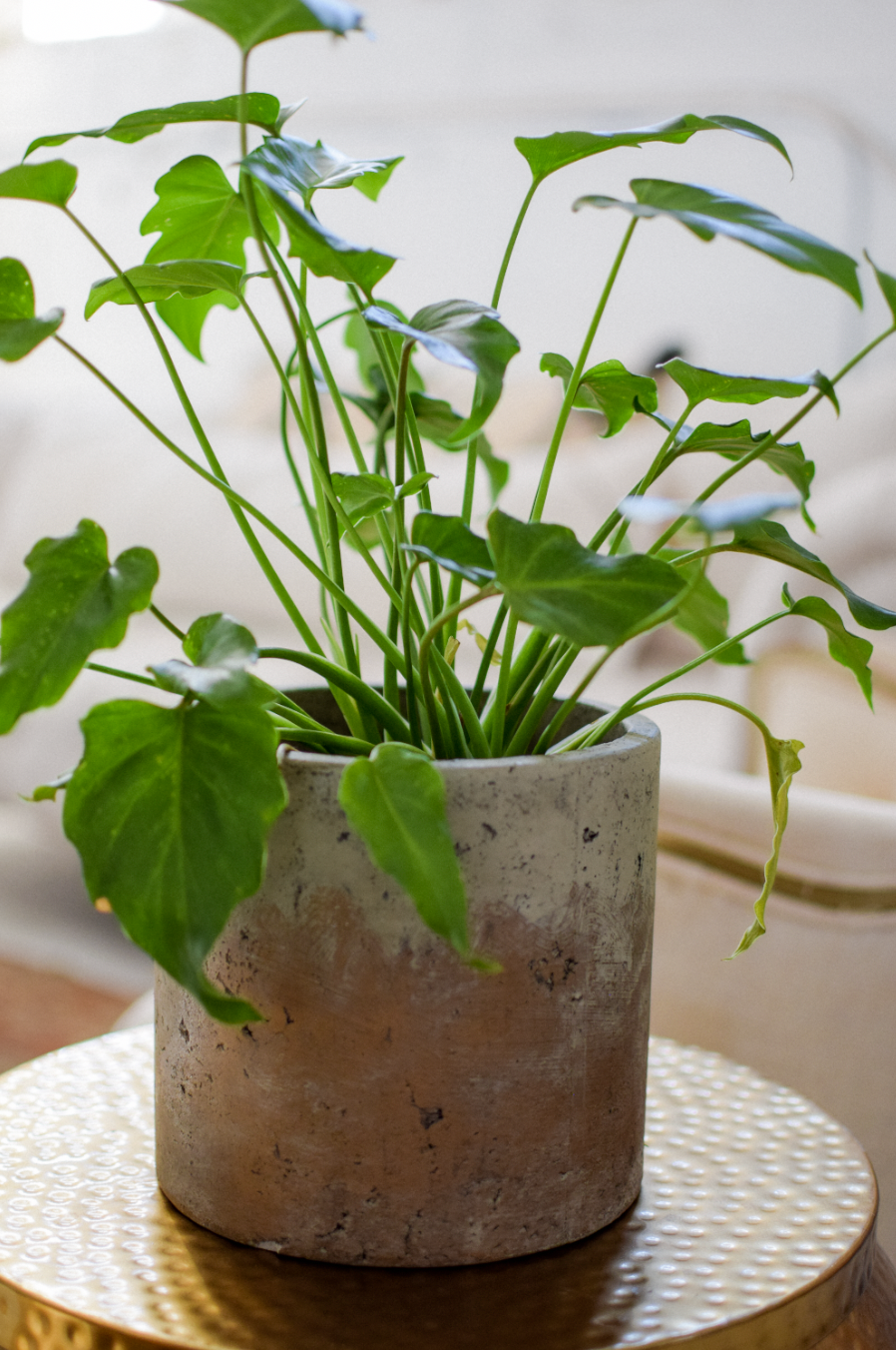 7" Brooks Cement Pot
