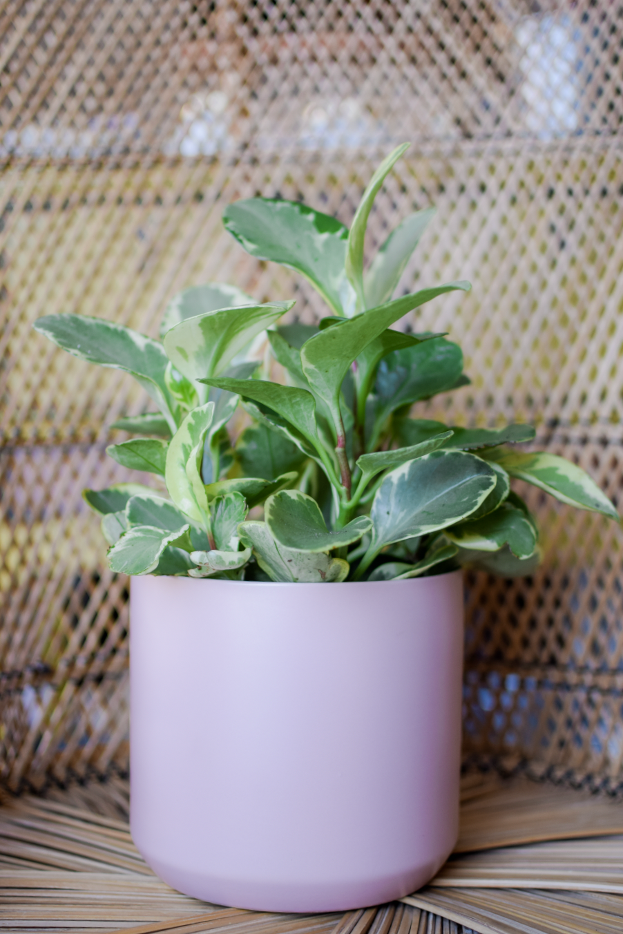 7" Taylor Planter