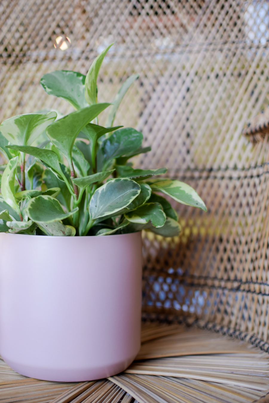 7" Taylor Planter