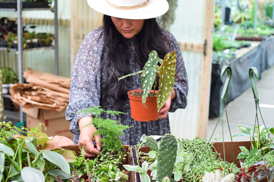 Monday (Plant Haul) Funday!