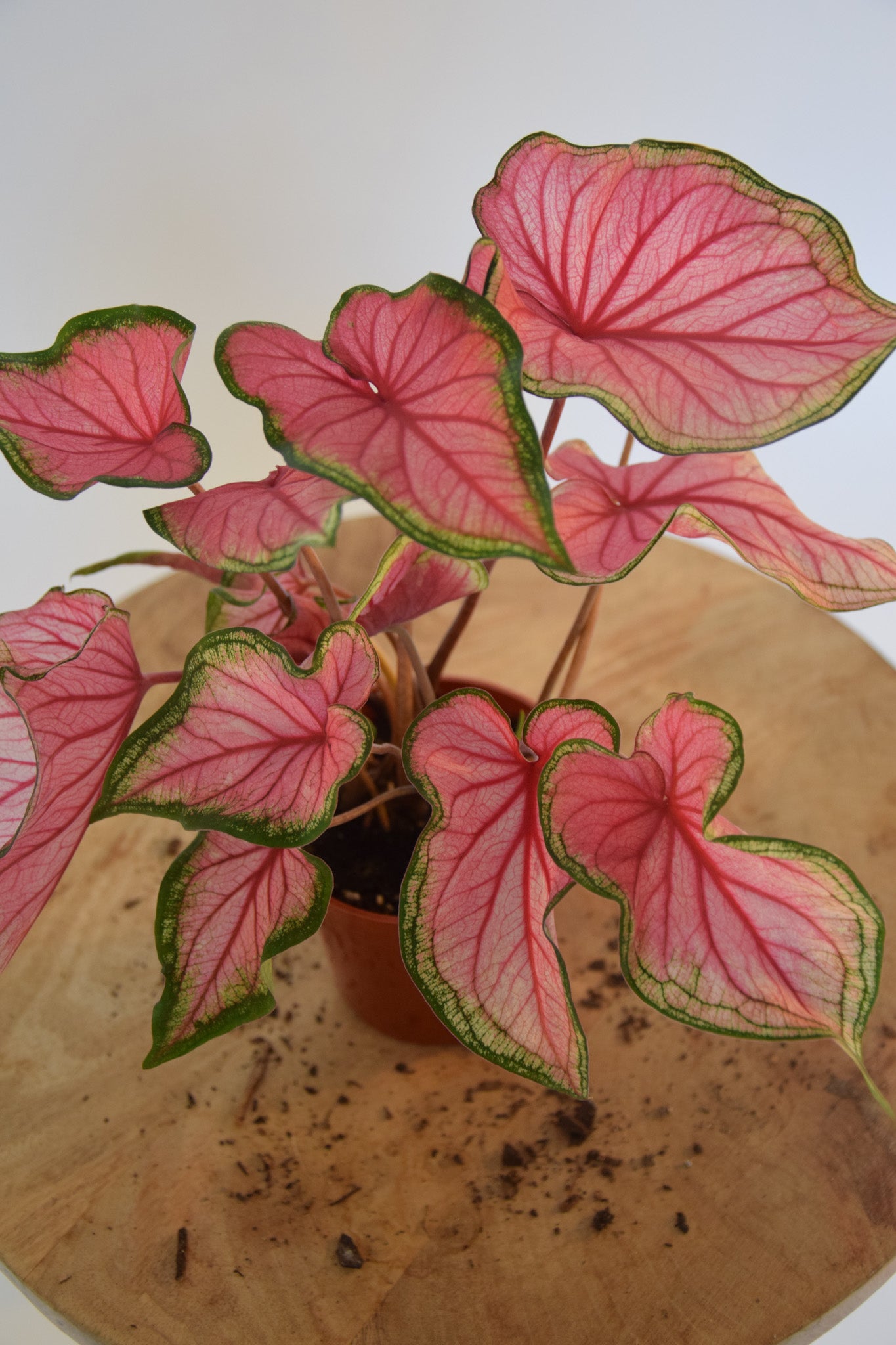 4" Caladium