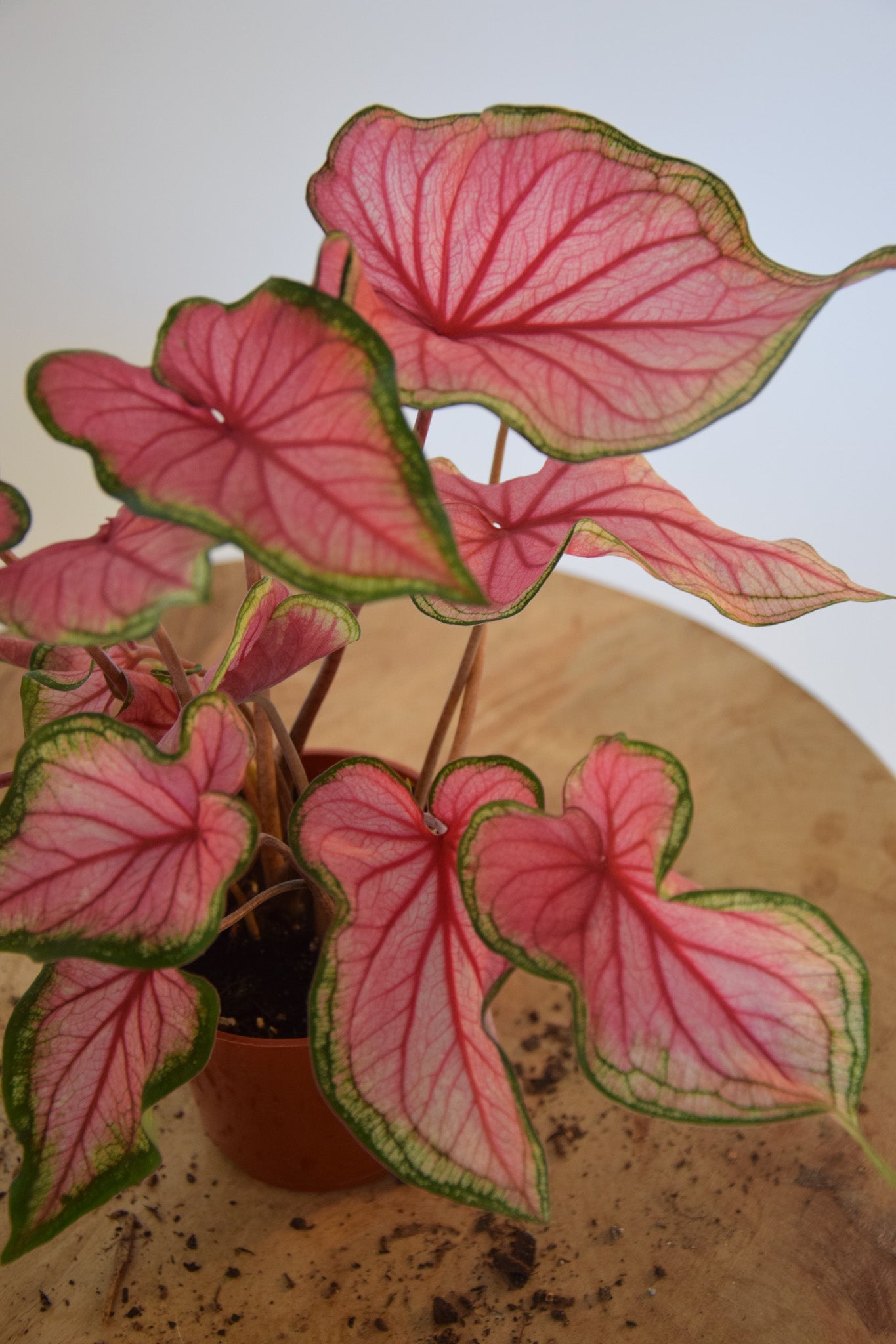 4" Caladium