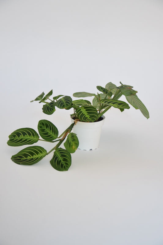 4" Maranta Lemon Lime