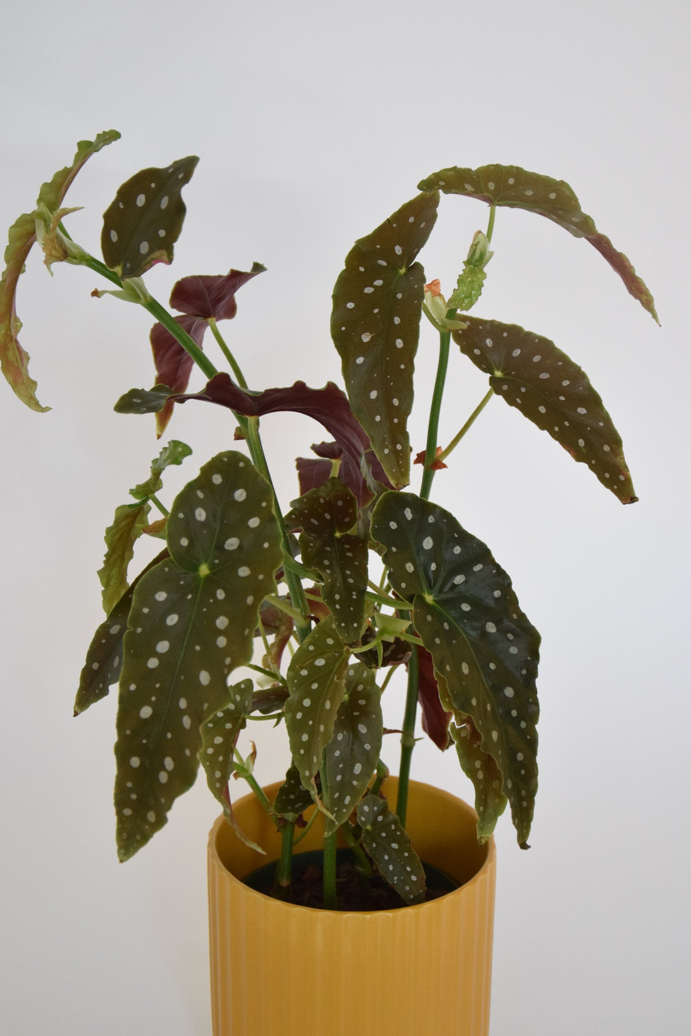 6" Begonia Maculata