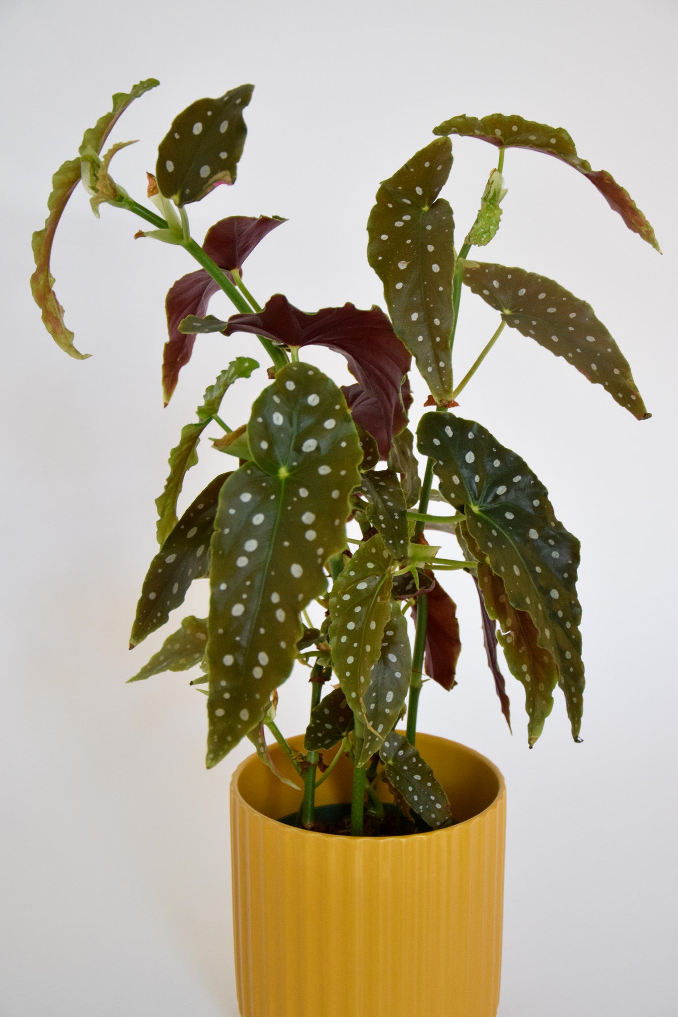 6" Begonia Maculata