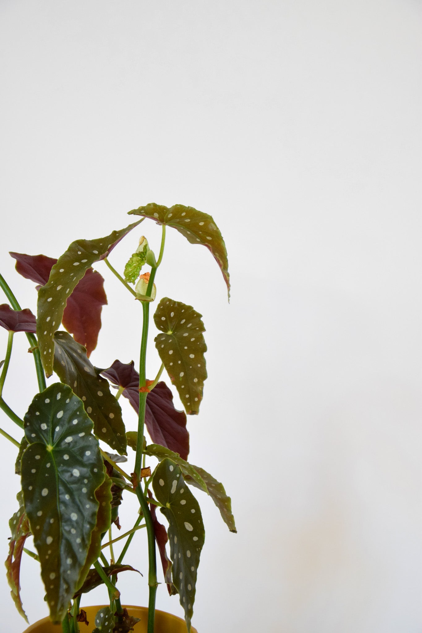 6" Begonia Maculata