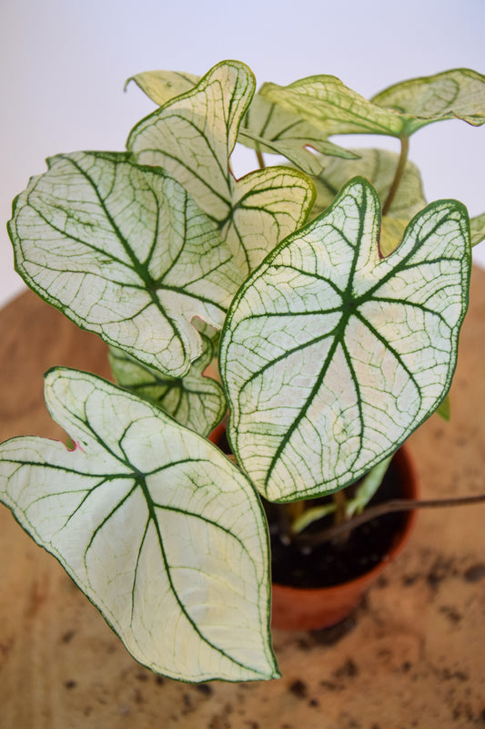 4" Caladium