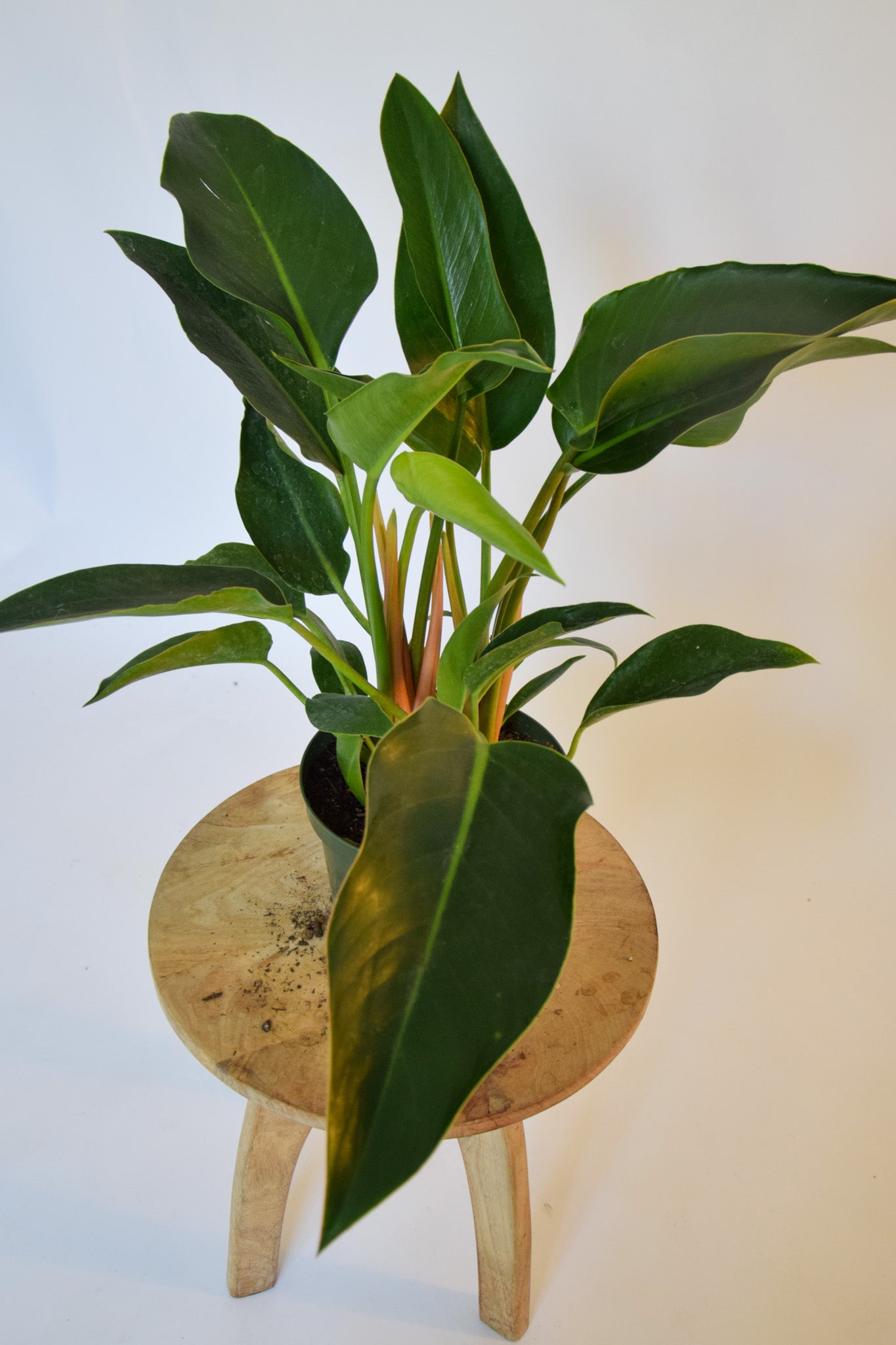 8" Philodendron Congo Green