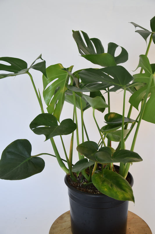 10" Monstera Split Leaf Bush