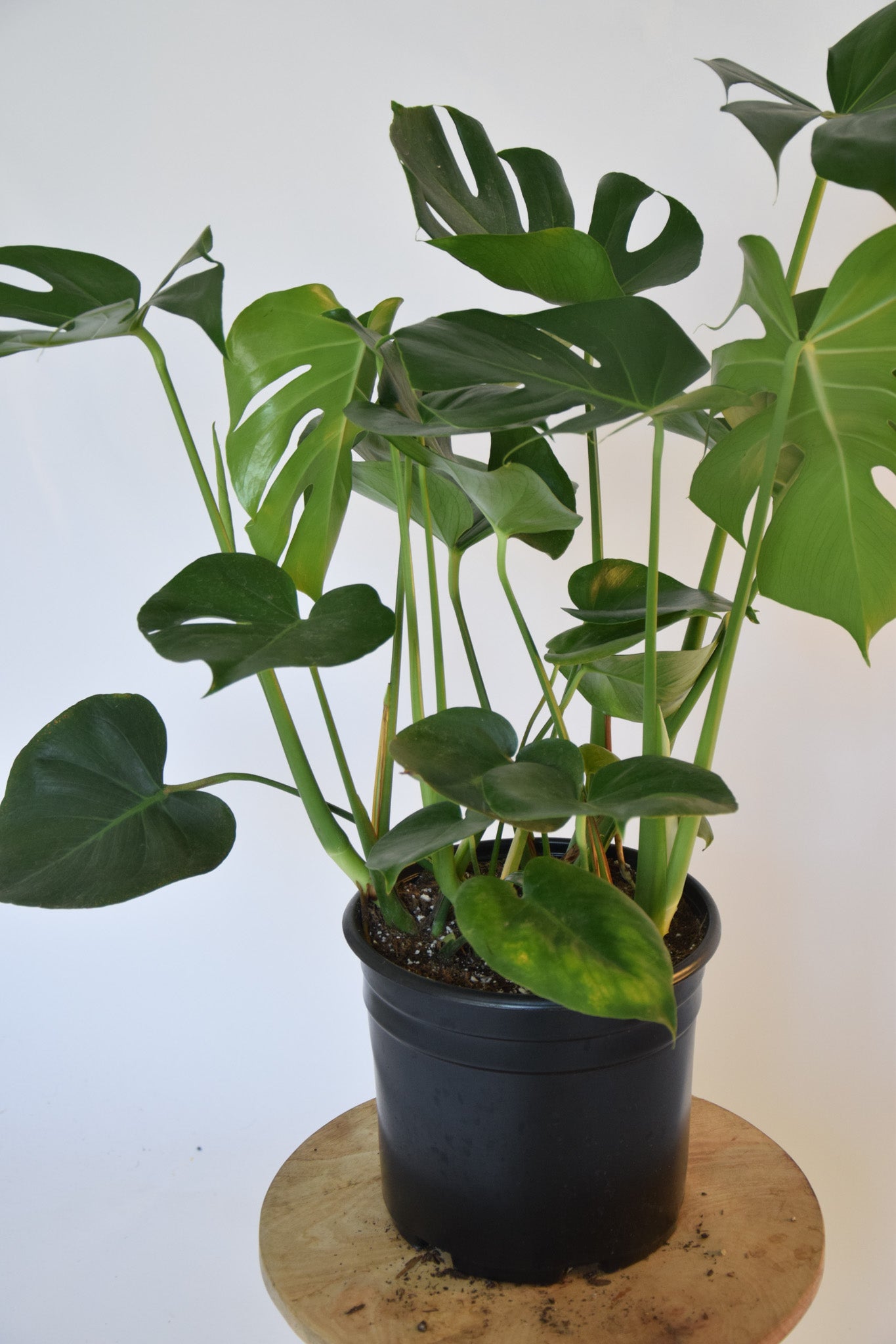 10" Monstera Split Leaf Bush