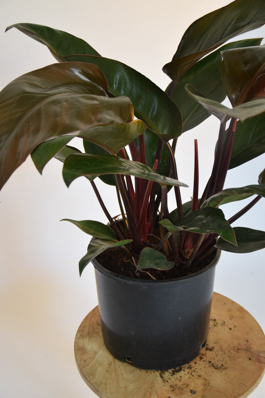 10" Philodendron Congo Rojo