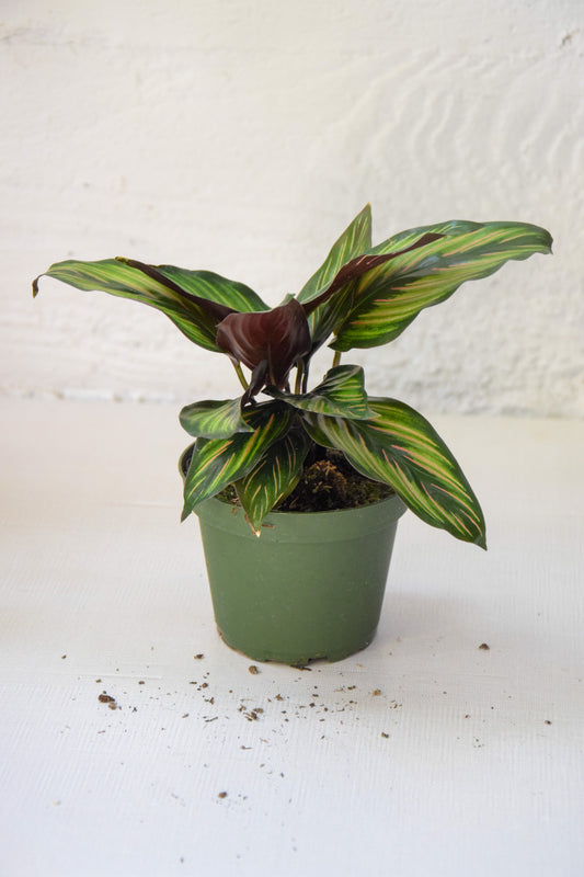 4" Calathea Beauty Star