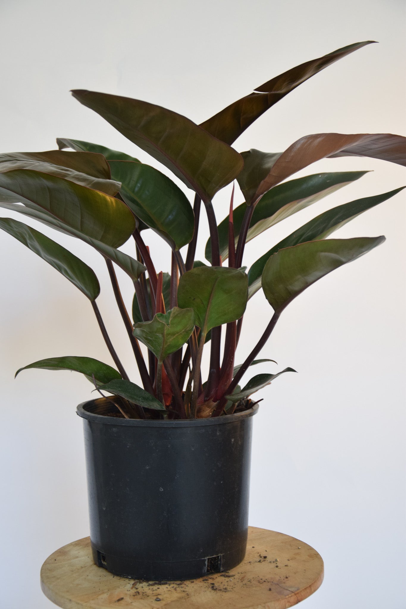 10" Philodendron Congo Rojo