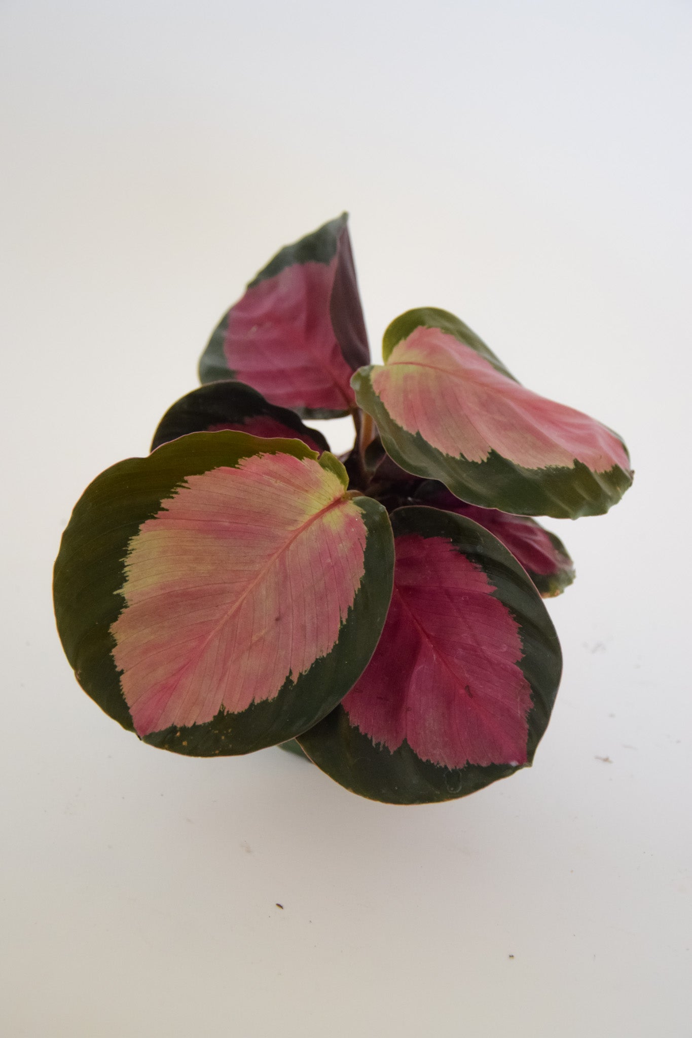 4" Calathea Crimson/Rosey