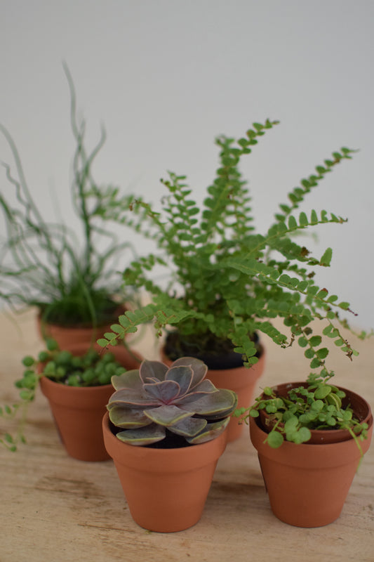 2" Assorted Plants & Pot