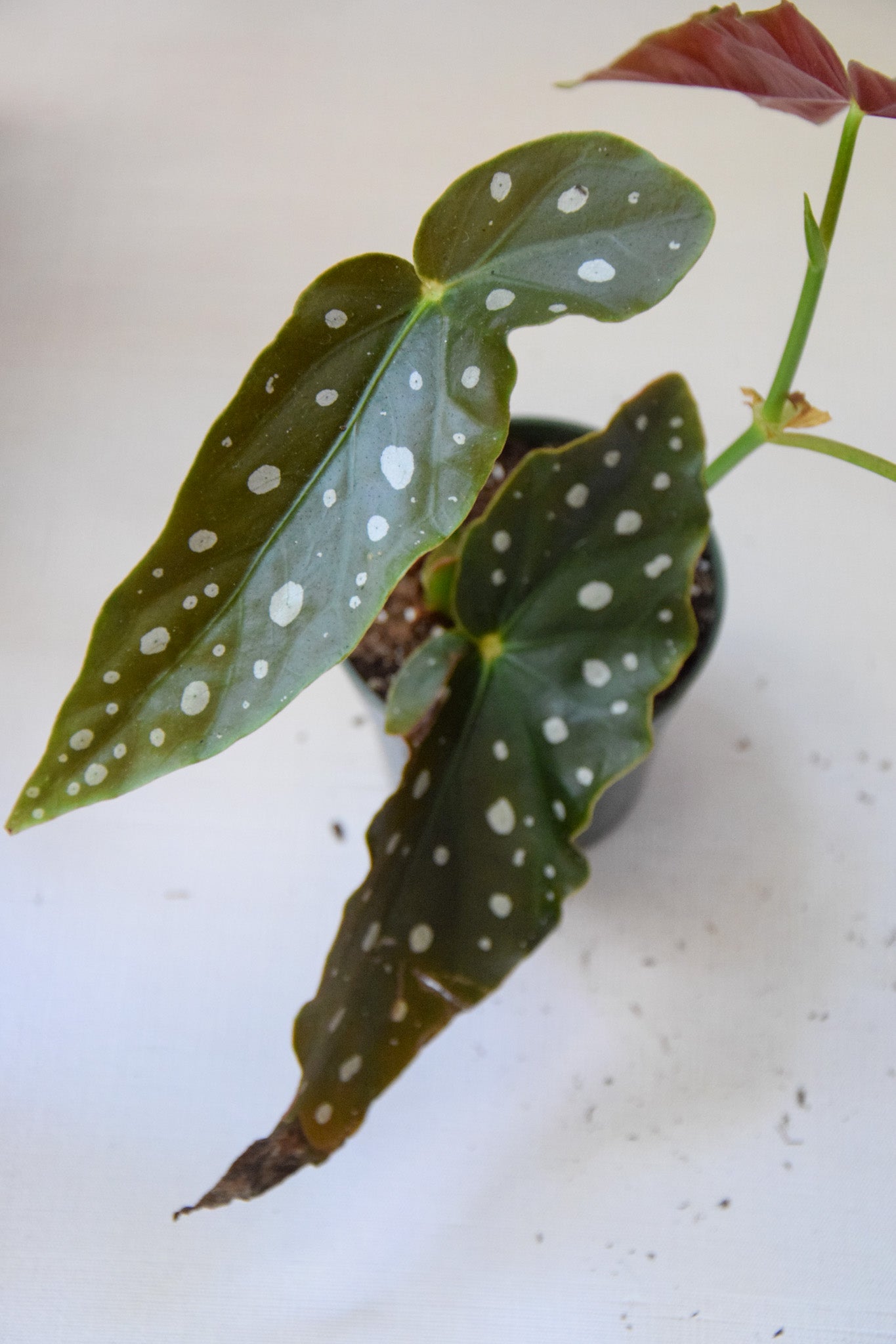 4" Begonia Maculata