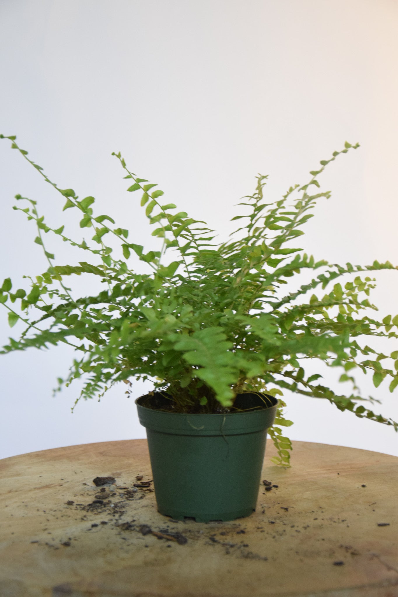 4" Boston Fern