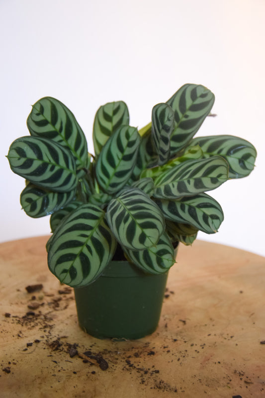 4" Calathea Burle Marxii