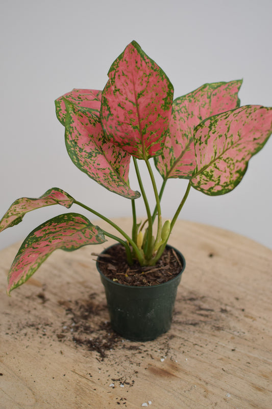 4" Pink Aglaonema Plant