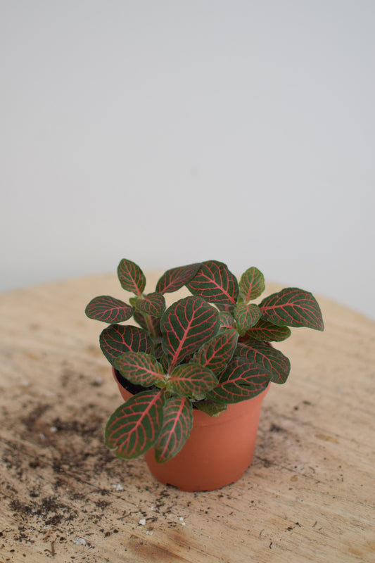 4" Fittonia Plant