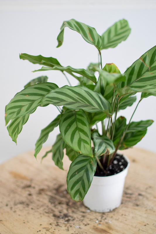 4" Calathea Concinna