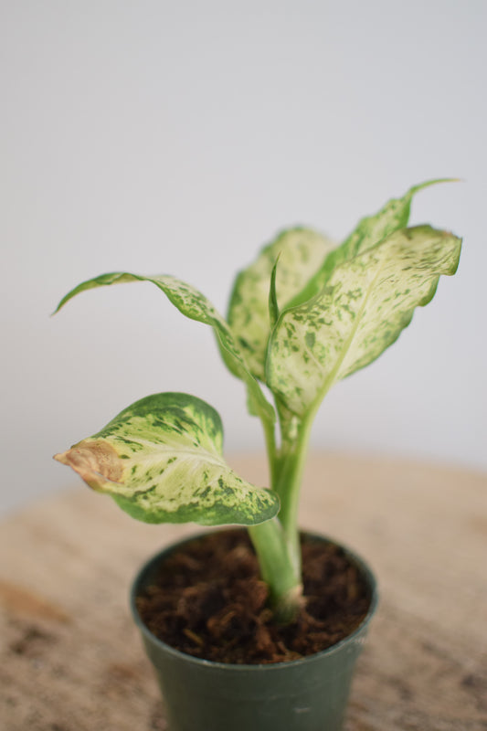 4" Aglaonema Plant