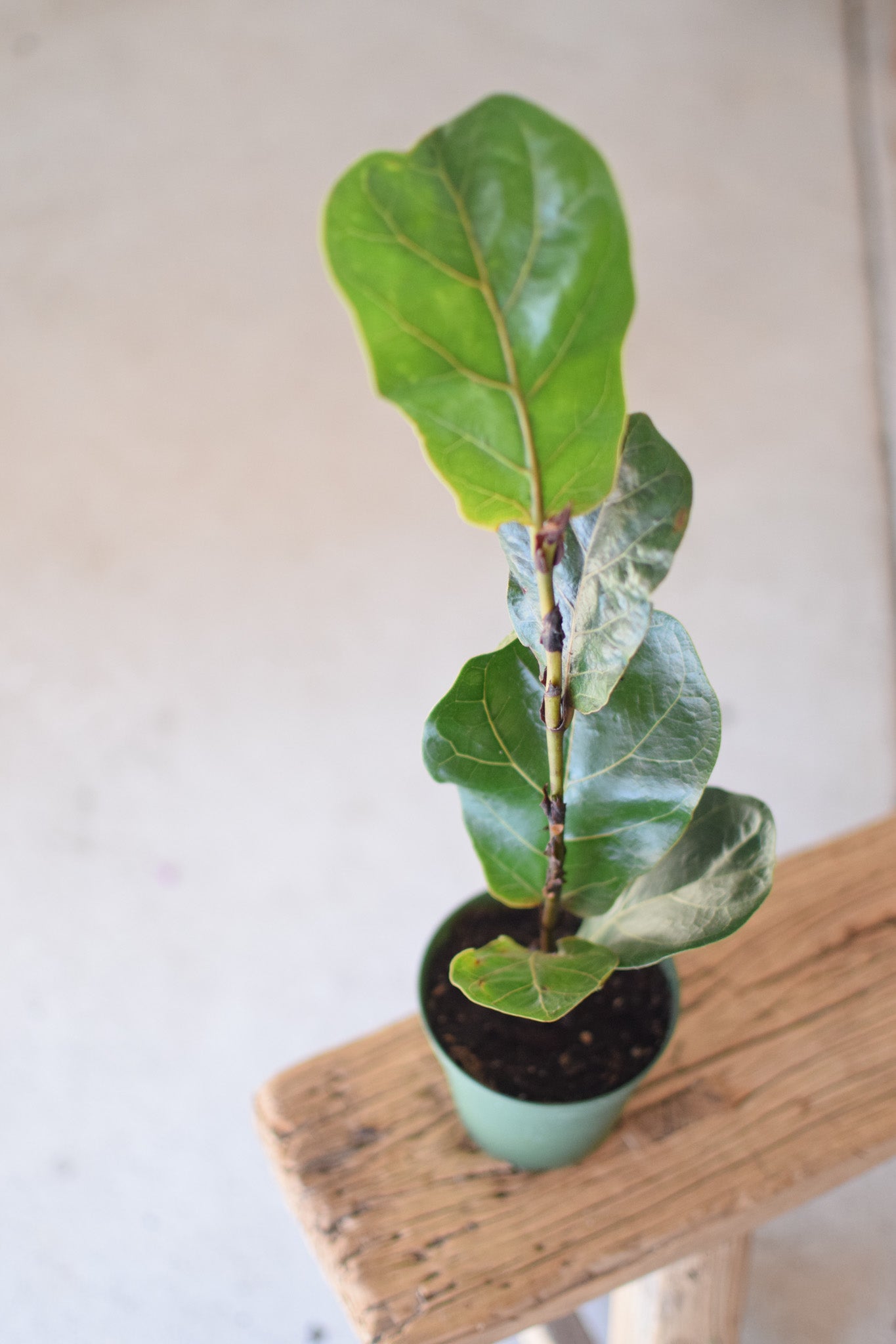 4" Ficus Little Bush